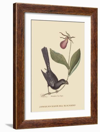 Razor Billed Blackbird of Jamaica-Mark Catesby-Framed Art Print