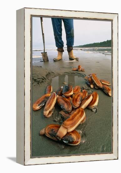 Razor Clams Dug Up on a Beach-David Nunuk-Framed Premier Image Canvas