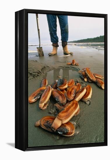 Razor Clams Dug Up on a Beach-David Nunuk-Framed Premier Image Canvas