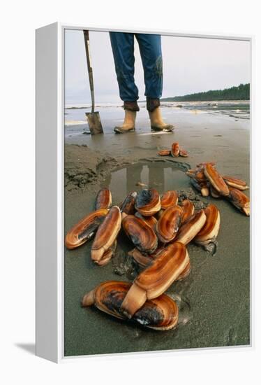 Razor Clams Dug Up on a Beach-David Nunuk-Framed Premier Image Canvas