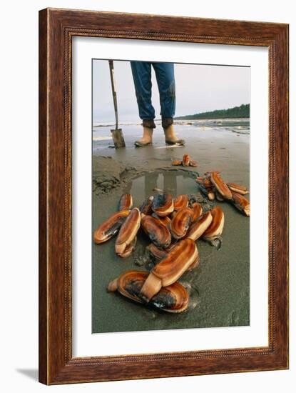 Razor Clams Dug Up on a Beach-David Nunuk-Framed Photographic Print