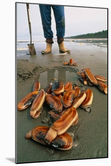 Razor Clams Dug Up on a Beach-David Nunuk-Mounted Photographic Print