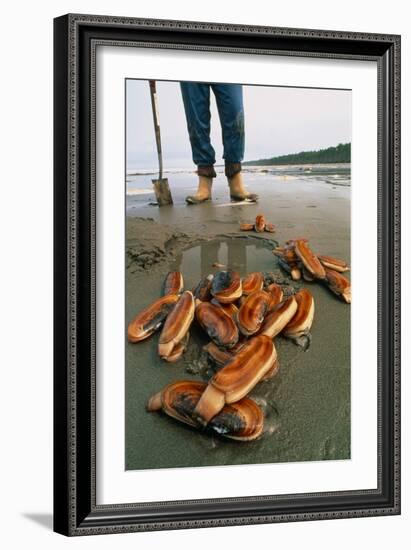 Razor Clams Dug Up on a Beach-David Nunuk-Framed Photographic Print