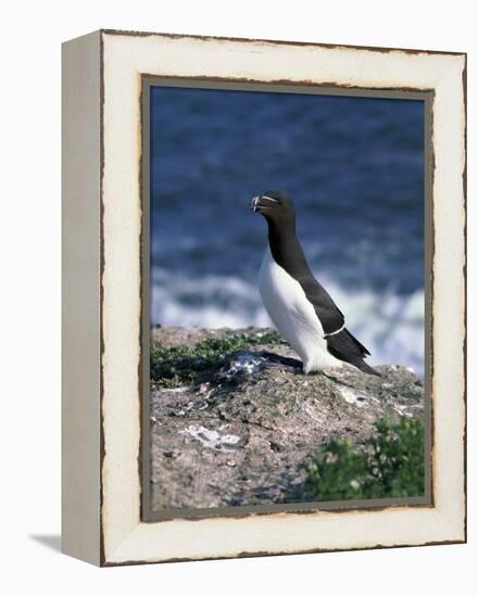 Razorbill-CM Dixon-Framed Premier Image Canvas