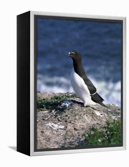 Razorbill-CM Dixon-Framed Premier Image Canvas