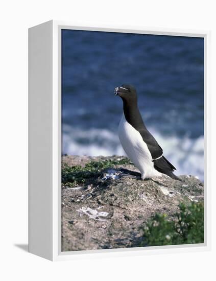 Razorbill-CM Dixon-Framed Premier Image Canvas