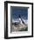 Razorbill-CM Dixon-Framed Photographic Print