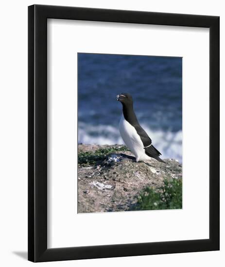 Razorbill-CM Dixon-Framed Photographic Print