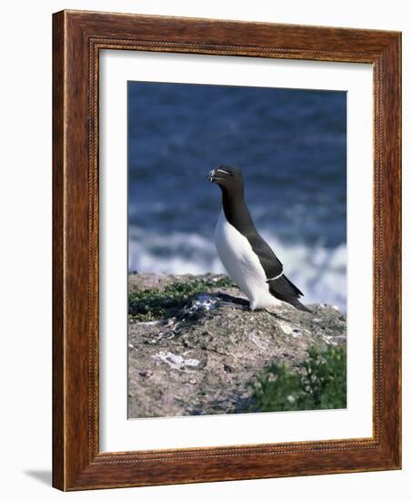 Razorbill-CM Dixon-Framed Photographic Print