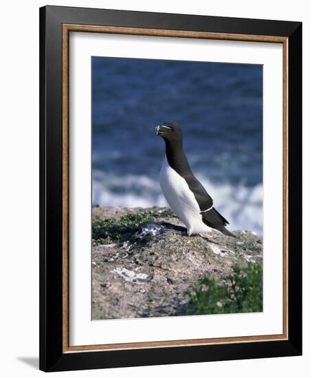 Razorbill-CM Dixon-Framed Photographic Print