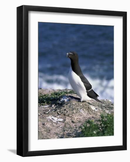 Razorbill-CM Dixon-Framed Photographic Print