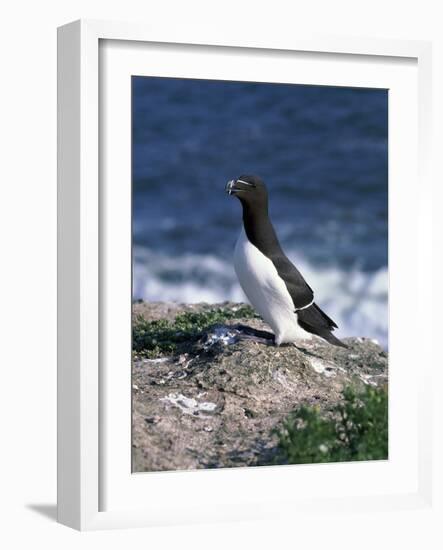 Razorbill-CM Dixon-Framed Photographic Print