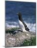 Razorbill-CM Dixon-Mounted Photographic Print