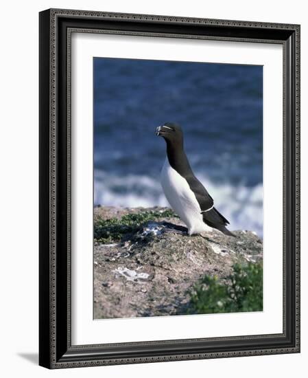 Razorbill-CM Dixon-Framed Photographic Print