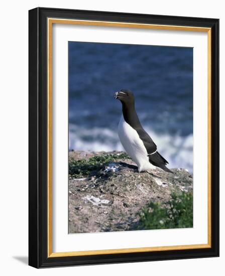 Razorbill-CM Dixon-Framed Photographic Print