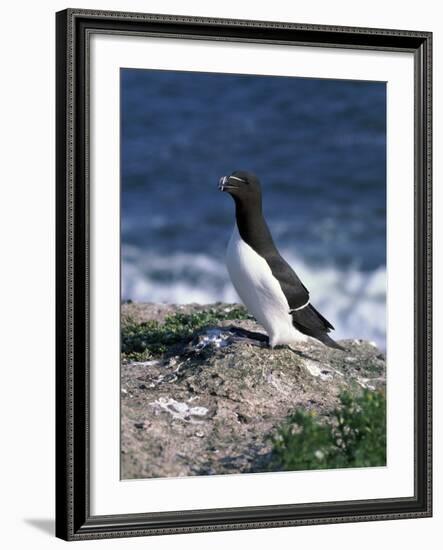 Razorbill-CM Dixon-Framed Photographic Print