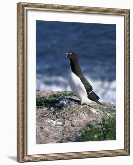 Razorbill-CM Dixon-Framed Photographic Print