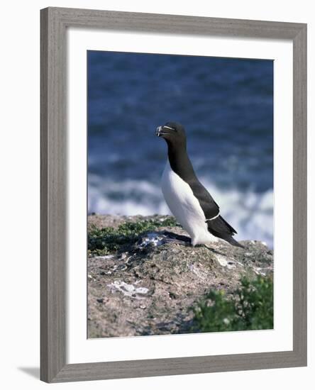 Razorbill-CM Dixon-Framed Photographic Print