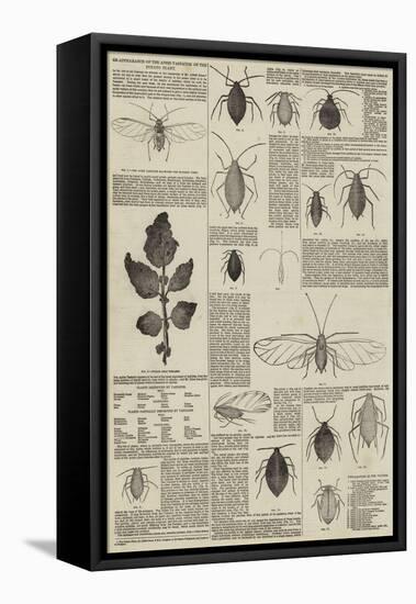Re-Appearance of the Aphis Vastator on the Potato Plant-null-Framed Premier Image Canvas