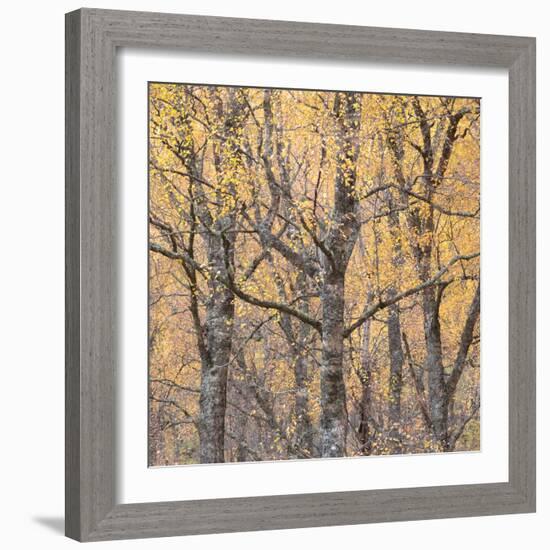 Reaching Out-Doug Chinnery-Framed Photographic Print