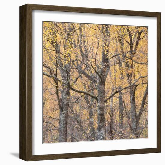 Reaching Out-Doug Chinnery-Framed Photographic Print