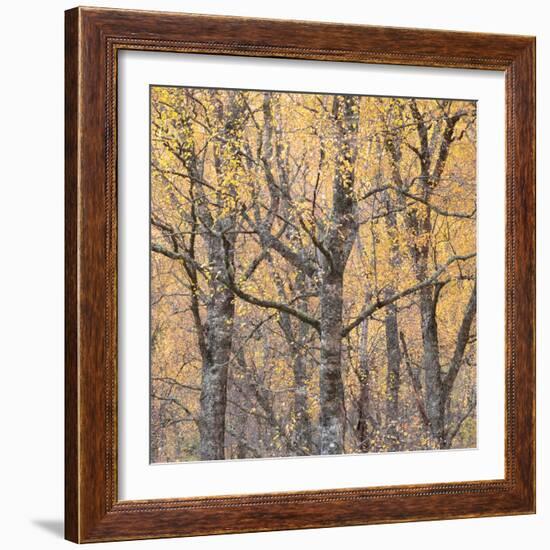 Reaching Out-Doug Chinnery-Framed Photographic Print