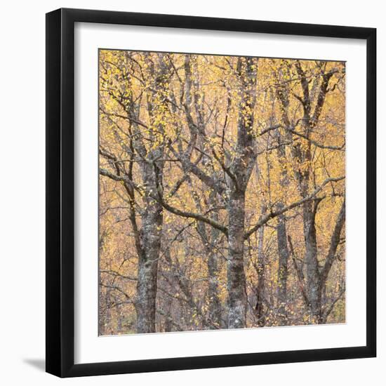 Reaching Out-Doug Chinnery-Framed Photographic Print