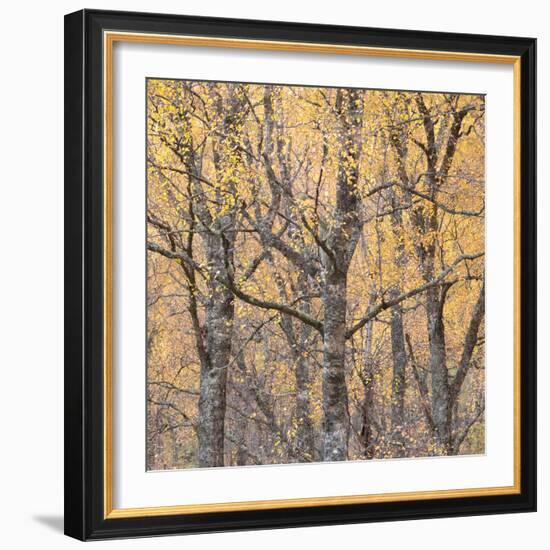 Reaching Out-Doug Chinnery-Framed Photographic Print