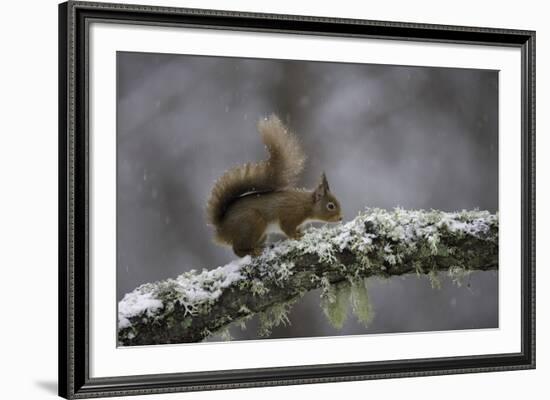 Ready for Action-Wild Wonders of Europe-Framed Giclee Print