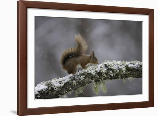 Ready for Action-Wild Wonders of Europe-Framed Giclee Print