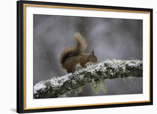 Ready for Action-Wild Wonders of Europe-Framed Giclee Print