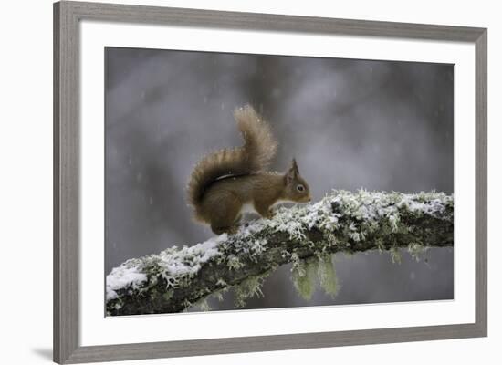 Ready for Action-Wild Wonders of Europe-Framed Giclee Print