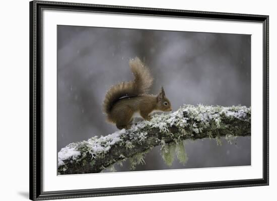 Ready for Action-Wild Wonders of Europe-Framed Giclee Print