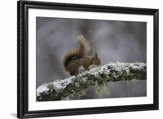 Ready for Action-Wild Wonders of Europe-Framed Giclee Print