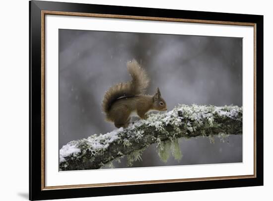 Ready for Action-Wild Wonders of Europe-Framed Giclee Print