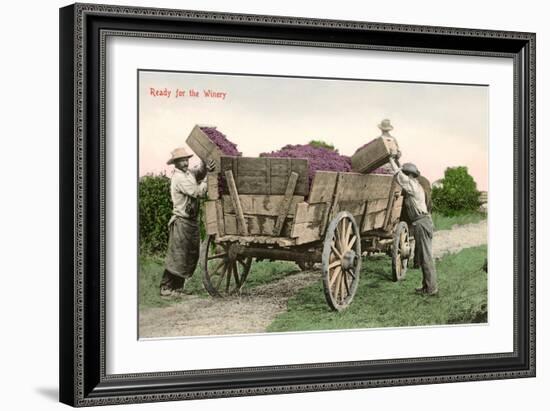 Ready for the Winery, Grape Harvest-null-Framed Art Print