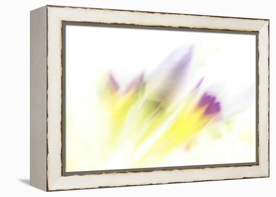 Ready to Bloom-Jacob Berghoef-Framed Premier Image Canvas