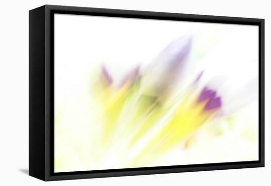 Ready to Bloom-Jacob Berghoef-Framed Premier Image Canvas