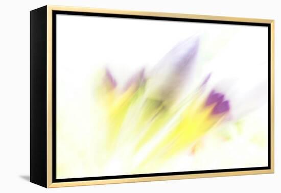 Ready to Bloom-Jacob Berghoef-Framed Premier Image Canvas