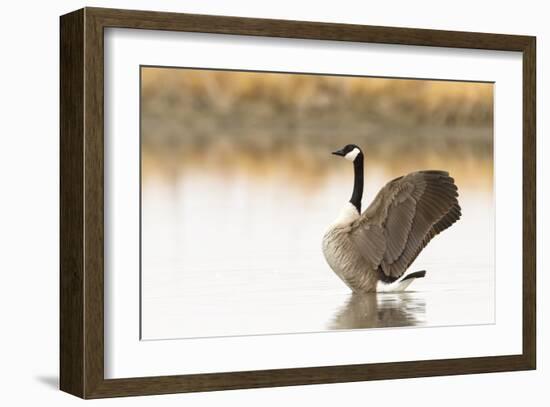 Ready to Fly (Canada Goose, Montana)-Jason Savage-Framed Giclee Print