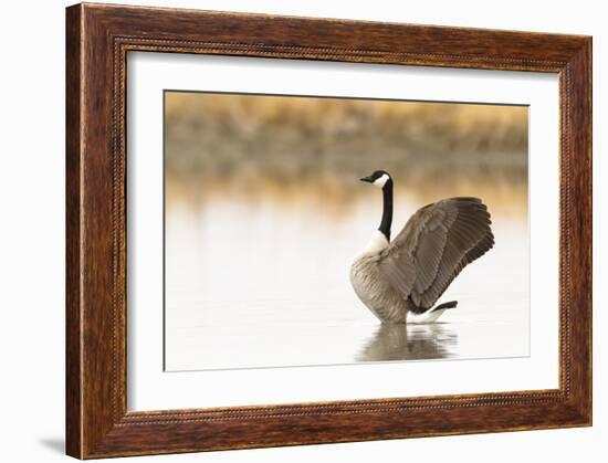 Ready to Fly (Canada Goose, Montana)-Jason Savage-Framed Giclee Print