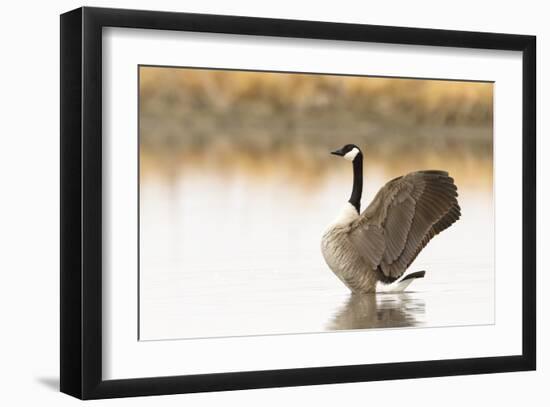 Ready to Fly (Canada Goose, Montana)-Jason Savage-Framed Giclee Print