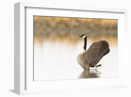 Ready to Fly (Canada Goose, Montana)-Jason Savage-Framed Giclee Print