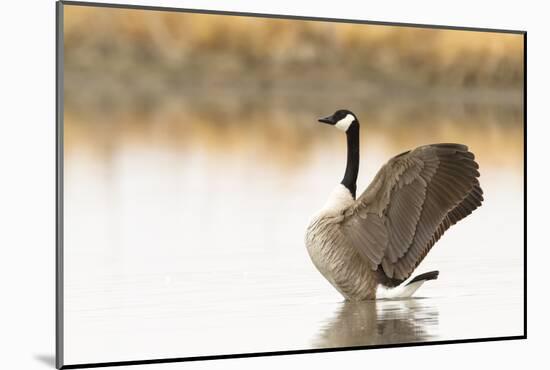 Ready to Fly (Canada Goose, Montana)-Jason Savage-Mounted Giclee Print