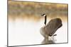 Ready to Fly (Canada Goose, Montana)-Jason Savage-Mounted Giclee Print