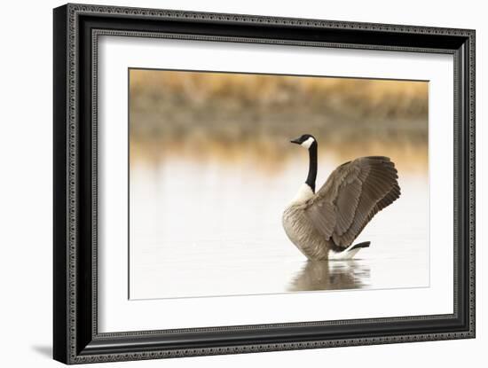 Ready to Fly (Canada Goose, Montana)-Jason Savage-Framed Giclee Print