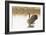 Ready to Fly (Canada Goose, Montana)-Jason Savage-Framed Giclee Print