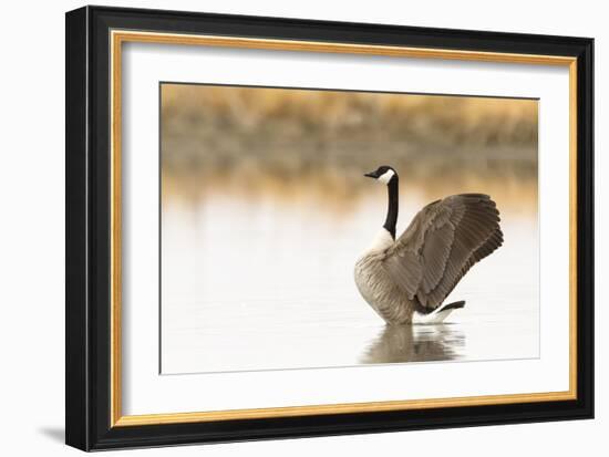 Ready to Fly (Canada Goose, Montana)-Jason Savage-Framed Giclee Print