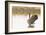 Ready to Fly (Canada Goose, Montana)-Jason Savage-Framed Giclee Print