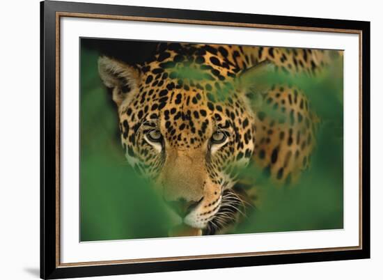 Ready to Pounce-Staffan Widstrand-Framed Giclee Print